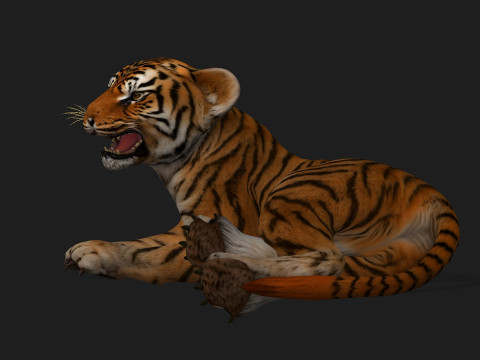 Tiger BaByA1 3D Model