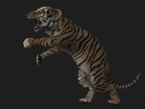 Tiger BaByA2 3D Модель