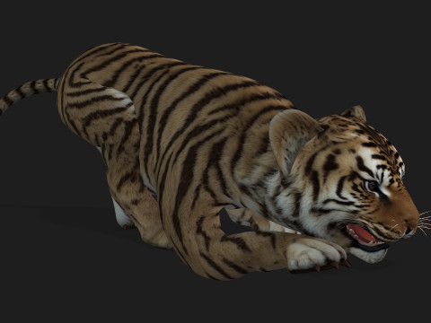 Tiger BaByA2 3D Модель