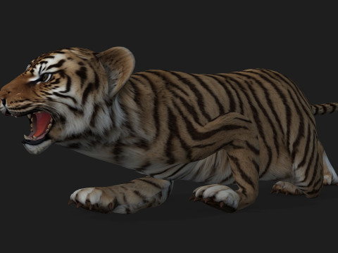 Tiger BaByA2 3D Модель