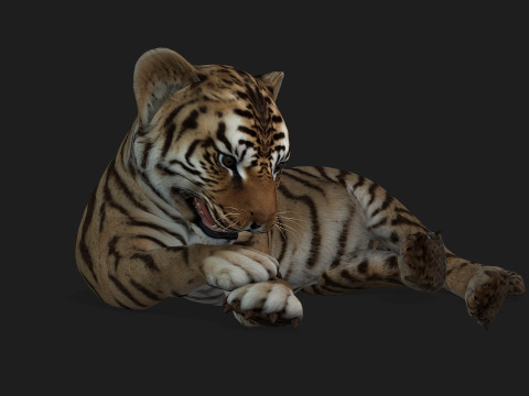Tiger BaByA2 3D Модель