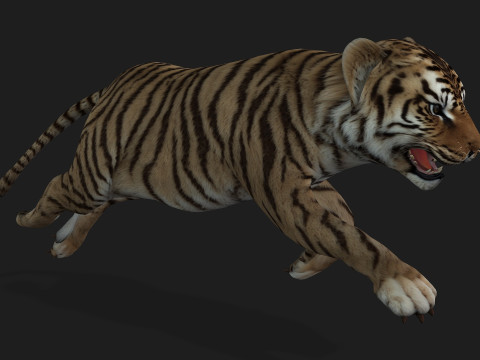 Tiger BaByA2 3D Модель