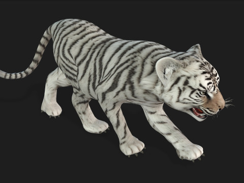 Tiger BaByA3 Modèle 3D