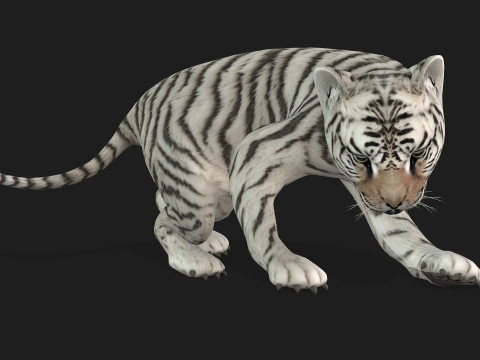 Tiger BaByA3 Modèle 3D