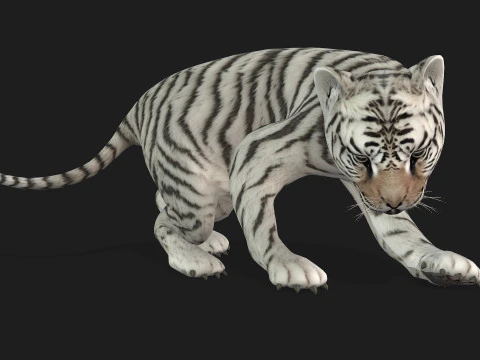 Tigre BaByA3 Modelo 3D