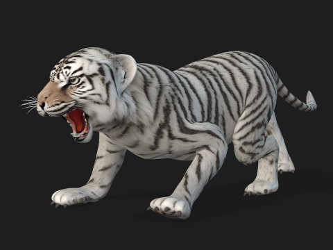 Tiger BaByA3 Modèle 3D