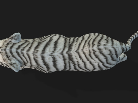 Tiger BaByA3 Modèle 3D