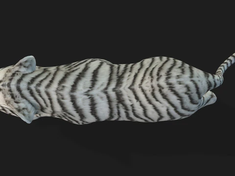 Tigre BaByA3 Modelo 3D