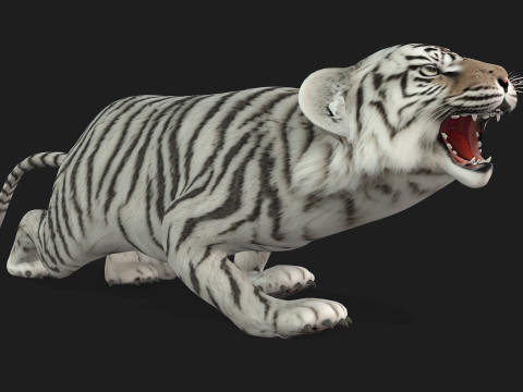 Tiger BaByA3 Modèle 3D