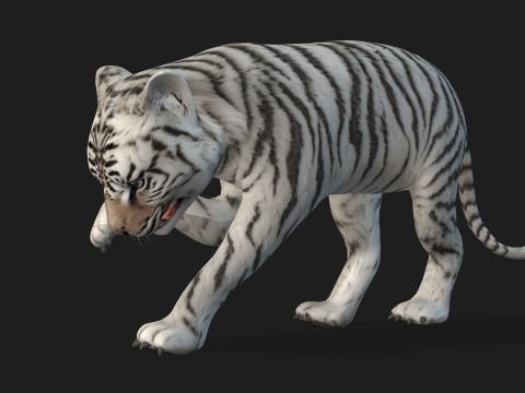 Tiger BaByA3 Modèle 3D