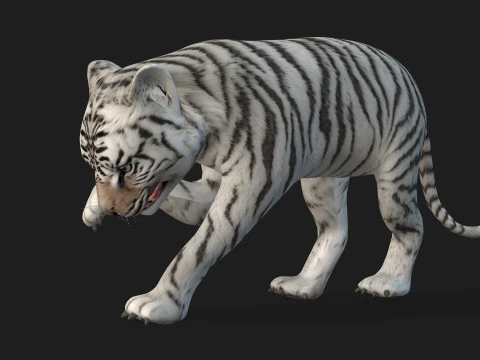 Tigre BaByA3 Modelo 3D