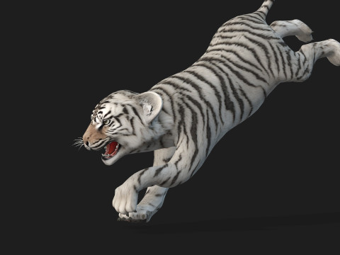 Tiger BaByA3 Modèle 3D