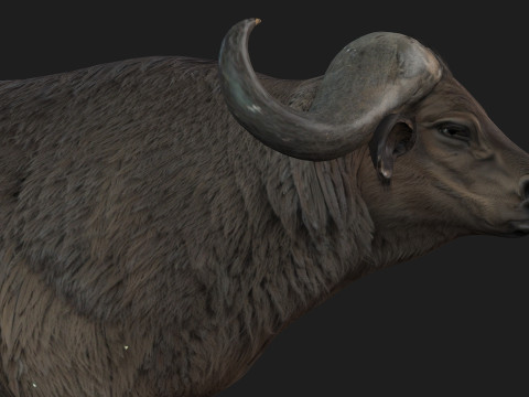 BuffaloA2 3D Модель