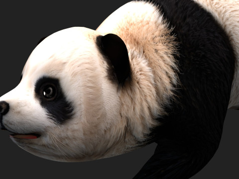 PandaA1 Modèle 3D