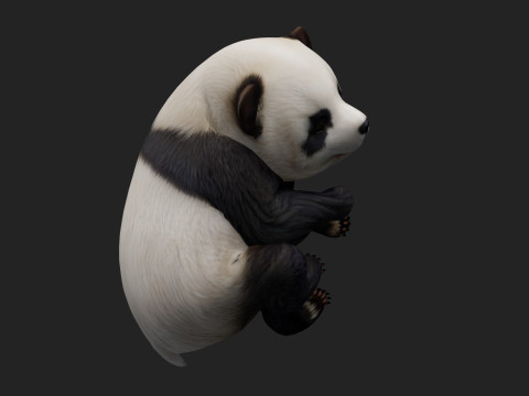 PandaA2 Modelo 3D
