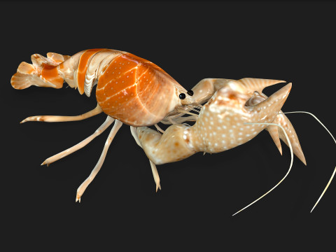 LobsterA2 3D Model