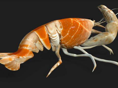 LobsterA2 3D Model