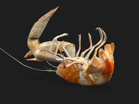 LobsterA2 3D Model