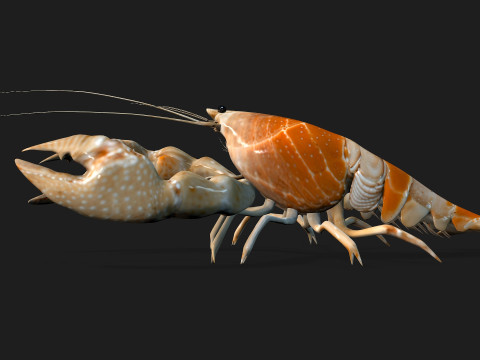 LobsterA2 3D Model