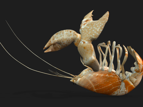 LobsterA2 3D Model