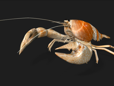 LobsterA2 3D Model