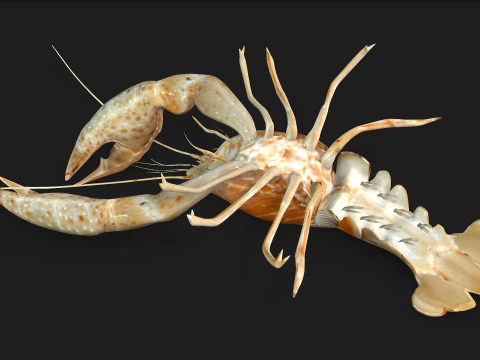 Langosta-A2 Modelo 3D