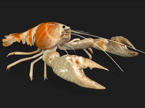 LobsterA2 3D Model
