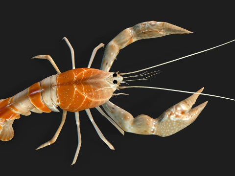 Langosta-A2 Modelo 3D