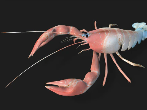 Aragosta-A3 Modello 3D