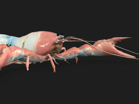 Aragosta-A3 Modello 3D