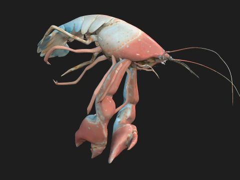 Aragosta-A3 Modello 3D