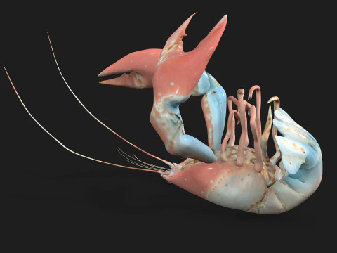 Aragosta-A3 Modello 3D