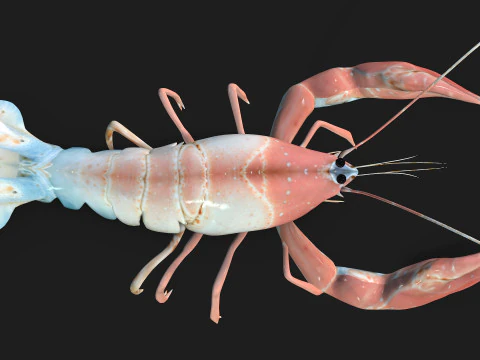 Aragosta-A3 Modello 3D