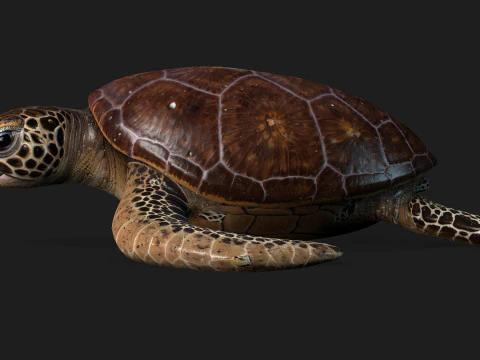Черепаха-А1 3D Модель