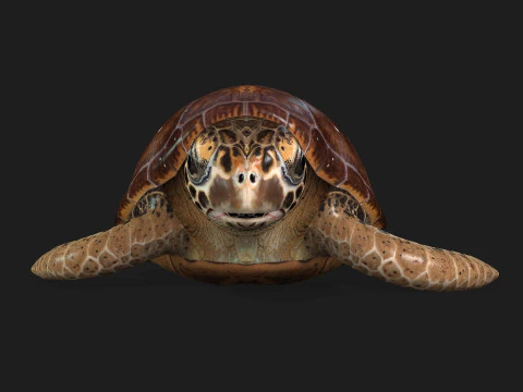 Черепаха-А1 3D Модель