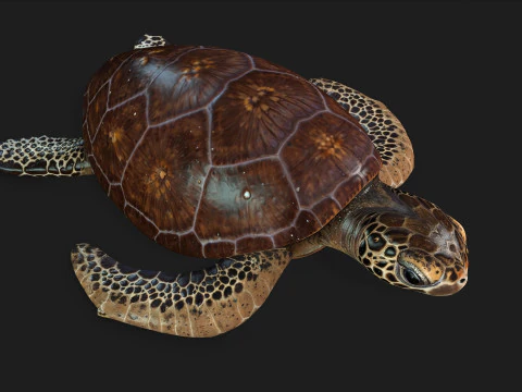 Черепаха-А1 3D Модель