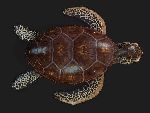 Черепаха-А1 3D Модель