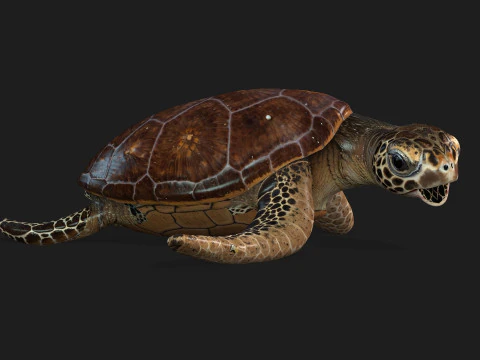 Черепаха-А1 3D Модель