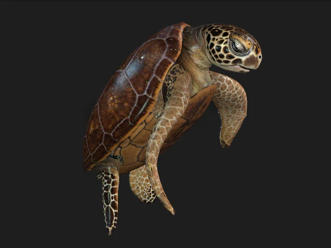 Черепаха-А1 3D Модель
