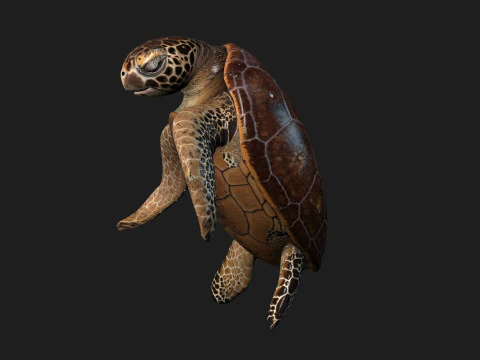 Черепаха-А1 3D Модель
