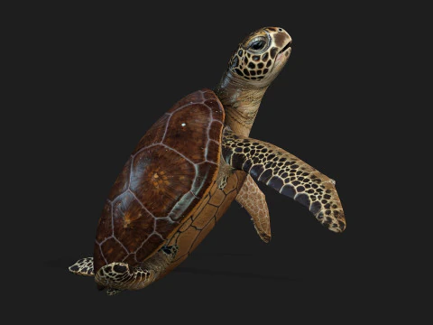 Черепаха-А1 3D Модель