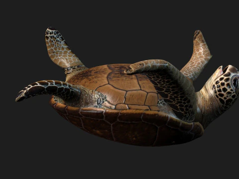 Черепаха-А1 3D Модель