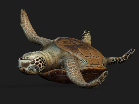 Черепаха-А1 3D Модель