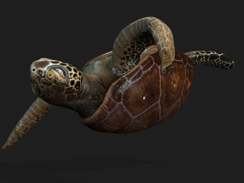 Черепаха-А1 3D Модель