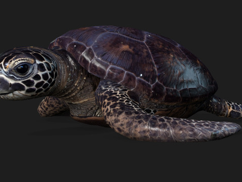 TurtleA2 3D Модель