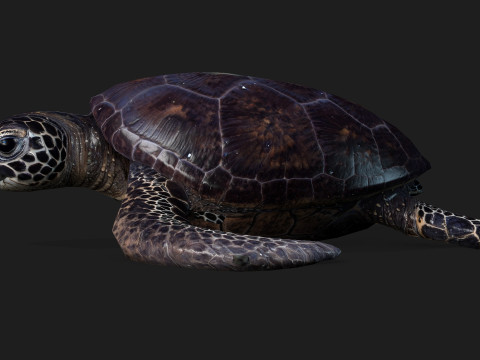 TurtleA2 3D Модель