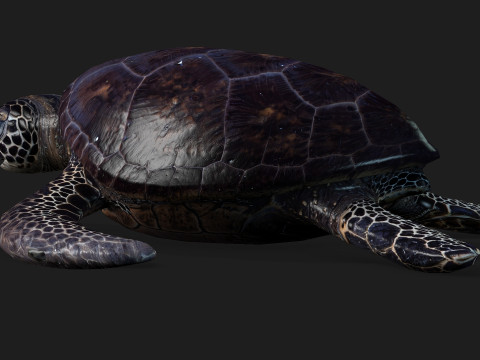 TurtleA2 3D Модель