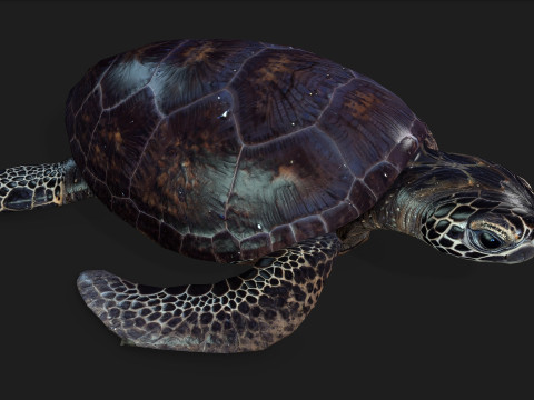 TurtleA2 3D Модель