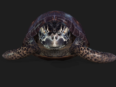 TurtleA2 3D Модель