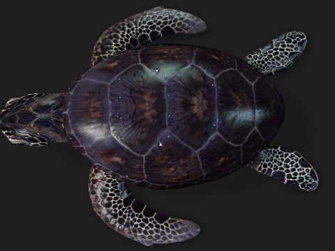 TurtleA2 3D Модель